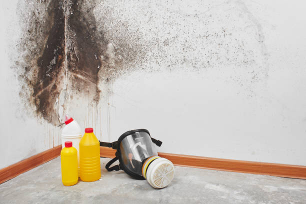 Best Professional Mold Removal  in Elizabeth, CO