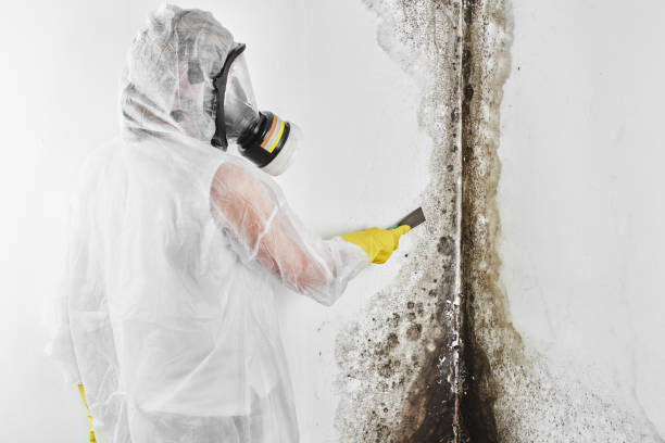 Best Attic Mold Removal  in Elizabeth, CO