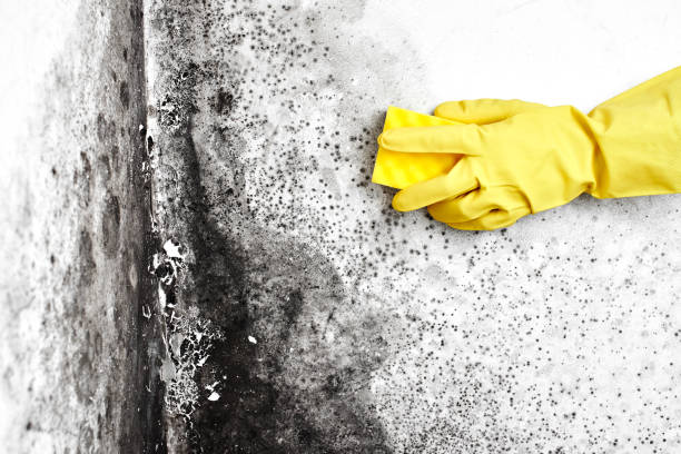 Best Home Mold Removal  in Elizabeth, CO