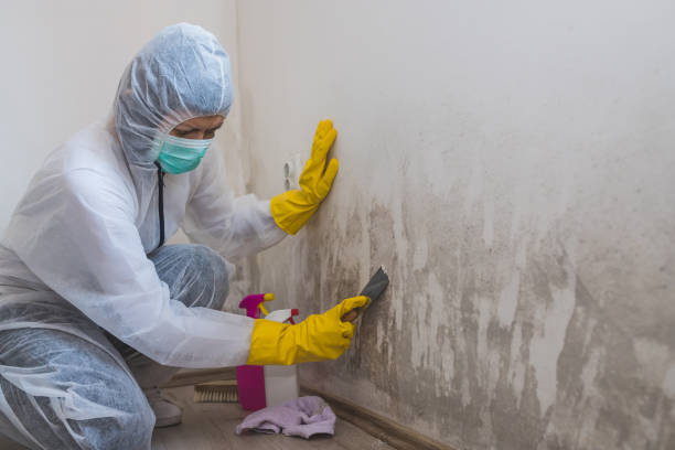 Best Professional Mold Removal  in Elizabeth, CO