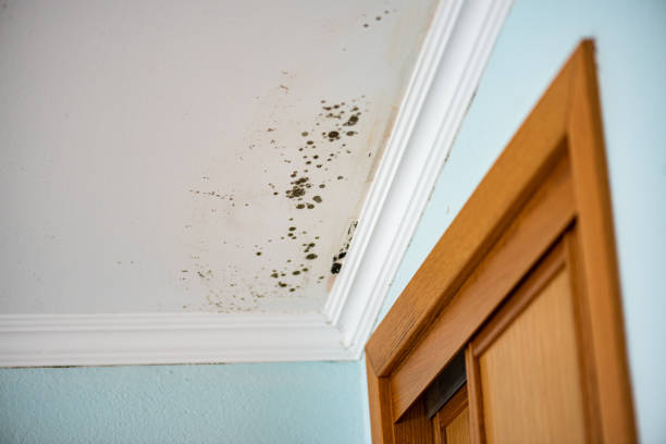 Best Mold Remediation Services  in Elizabeth, CO