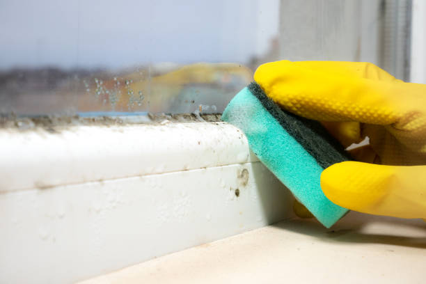 Best Home Mold Removal  in Elizabeth, CO