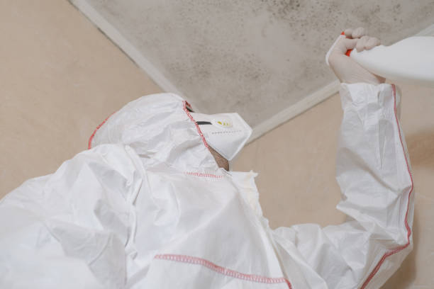 Best Mold Damage Repair  in Elizabeth, CO
